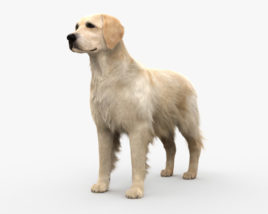 金毛寻回犬 3D模型