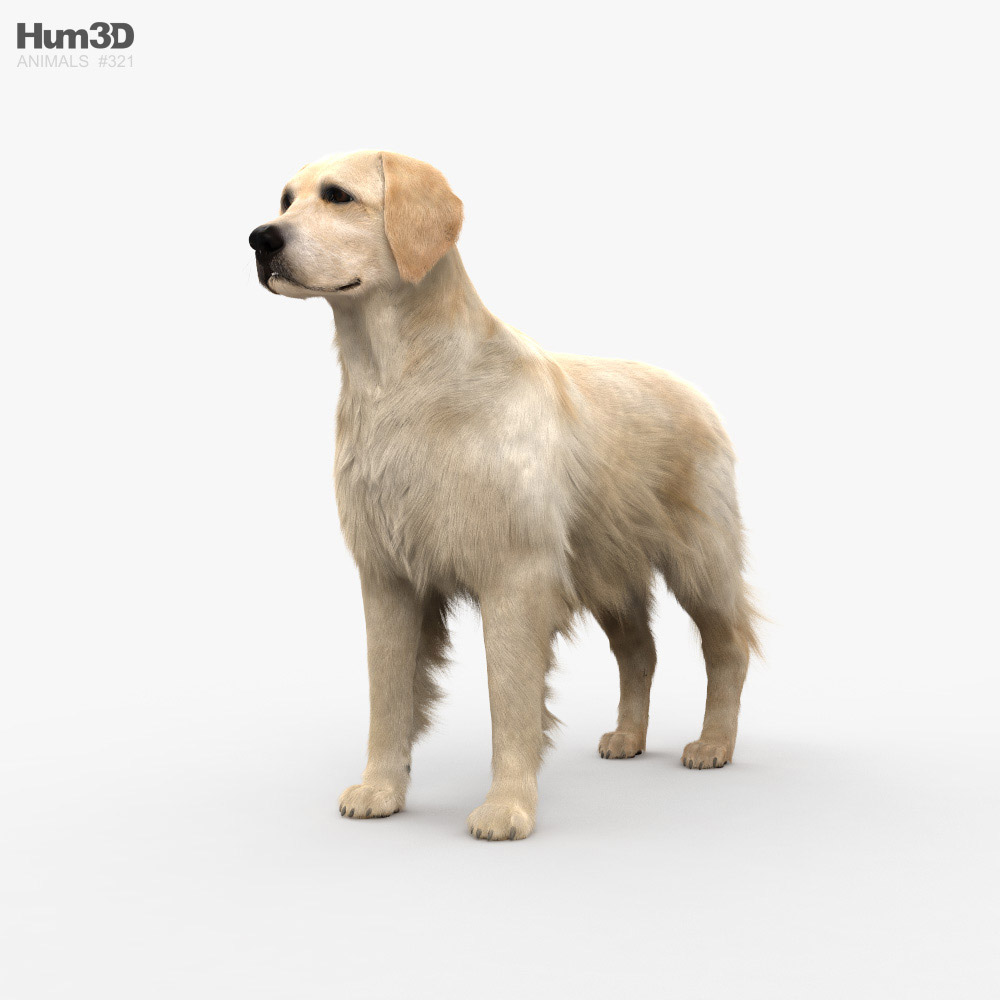 金毛寻回犬 3D模型