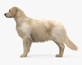 Golden Retriever 3d model