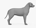 Golden Retriever 3d model