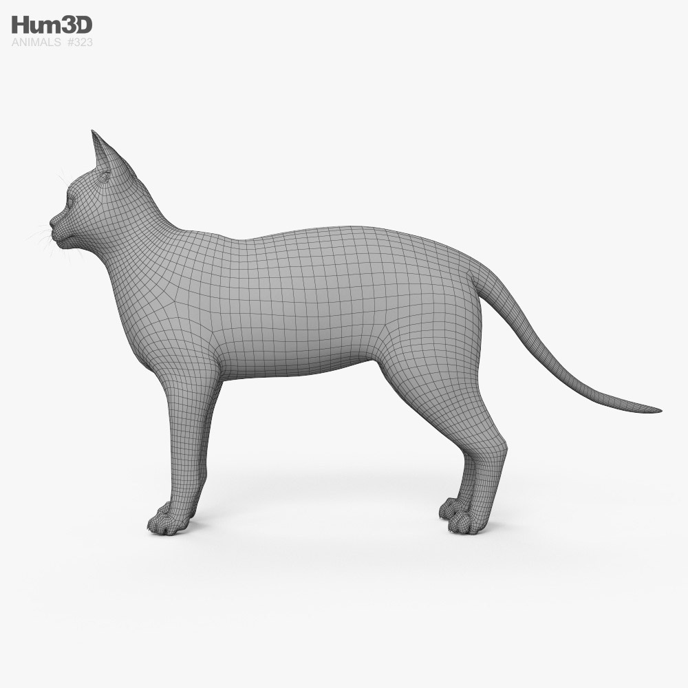 Siamese Cat CAD 3D model - Animals on Hum3D