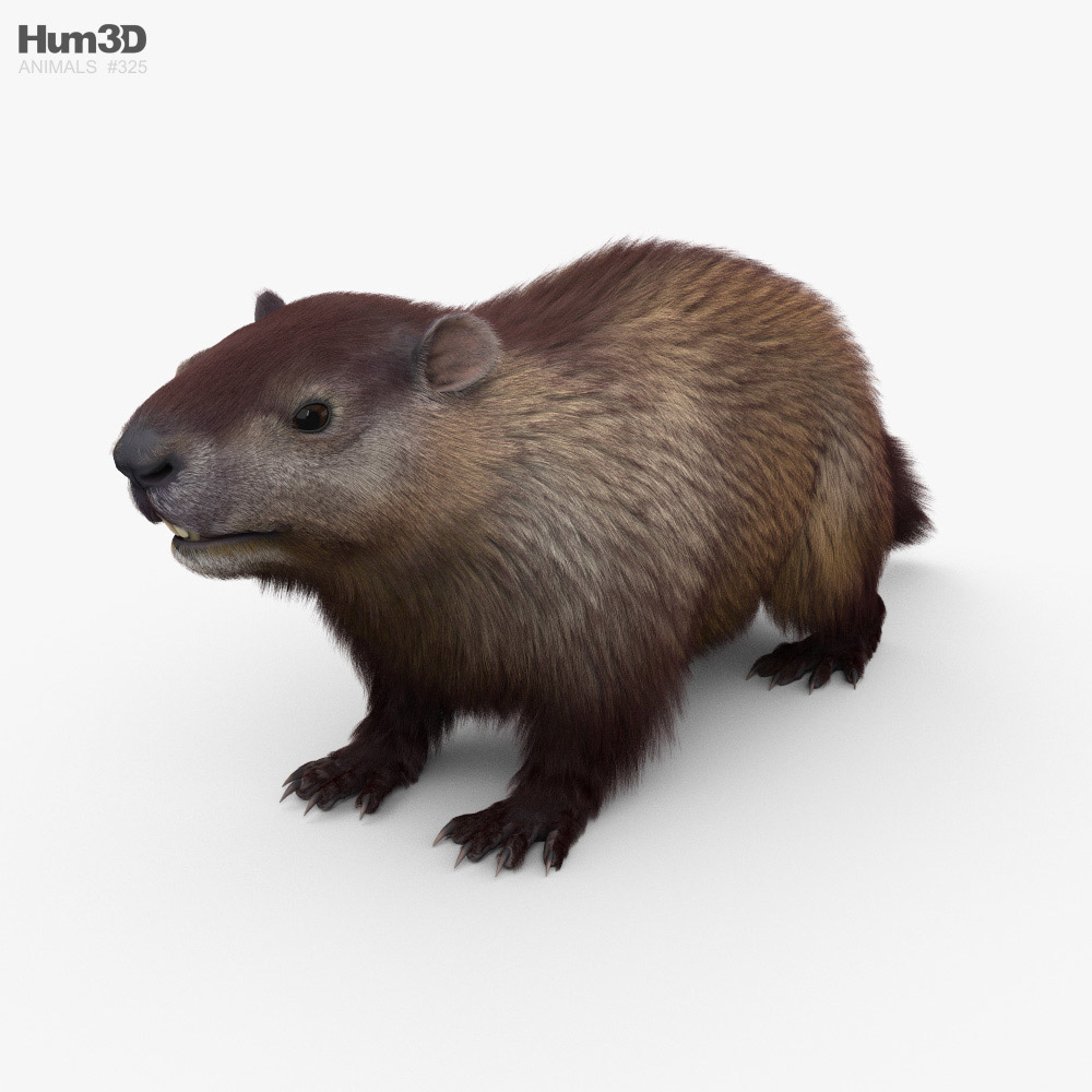 Marmotta Modello 3D