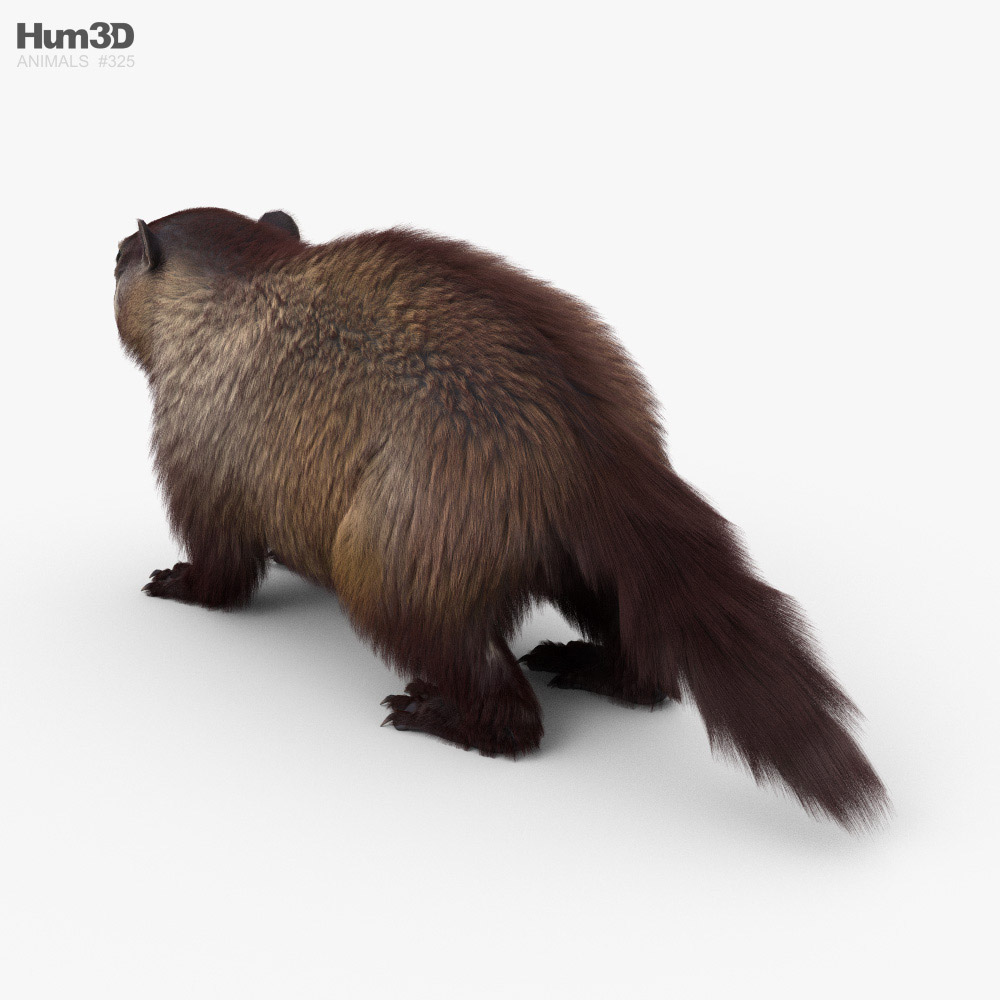 Groundhog HD 3d model