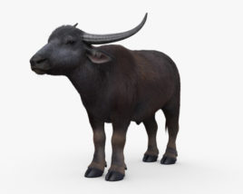 Búfalo-asiático Modelo 3d