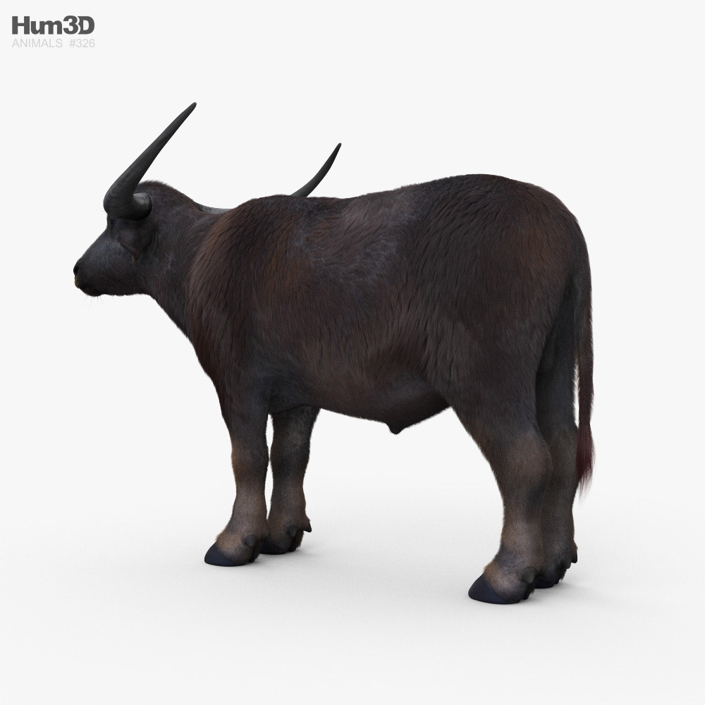 Asian Buffalo HD 3d model