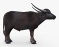 Asian Buffalo 3d model