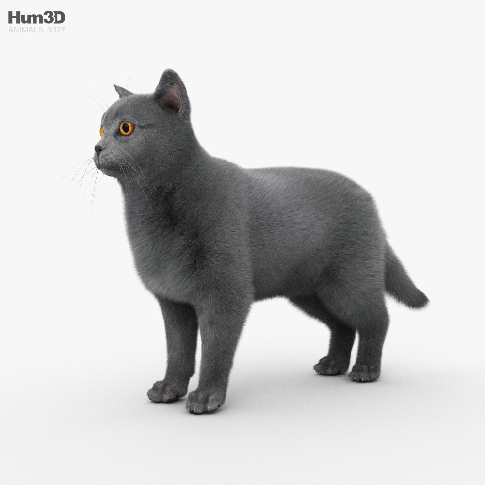 Animado British Shorthair Gato Modelo 3D - on Hum3D