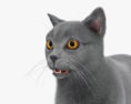 British Shorthair Cat HD 3d model