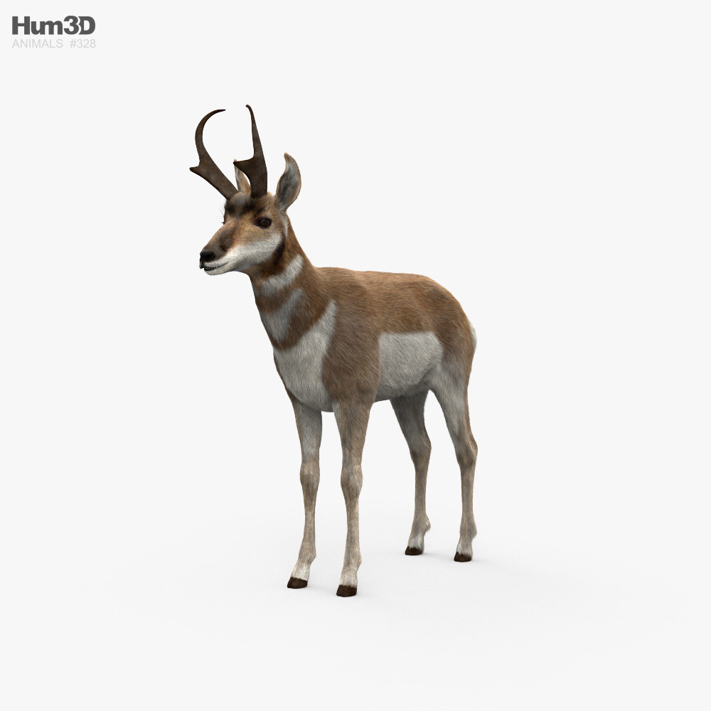 Antilocapra Modelo 3d