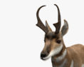 Antilope d'Amérique Modèle 3d