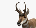 Antilope d'Amérique Modèle 3d