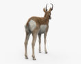 Antilocapra Modelo 3d