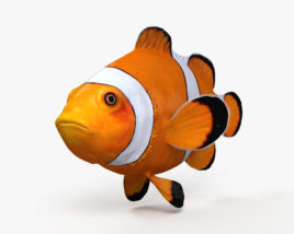 Clownfish 3D model