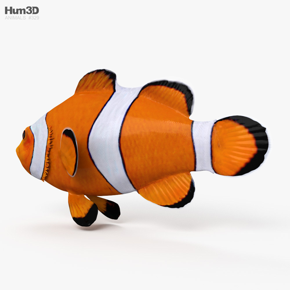 Clownfish HD 3d model