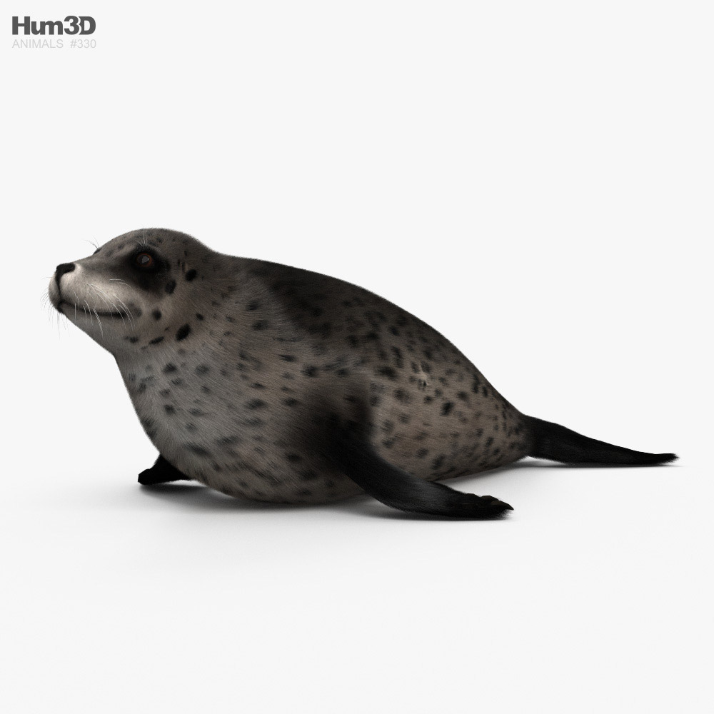 斑海豹 3D模型