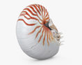 Nautilus 3d model