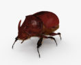 Rhinoceros Beetle HD 3d model
