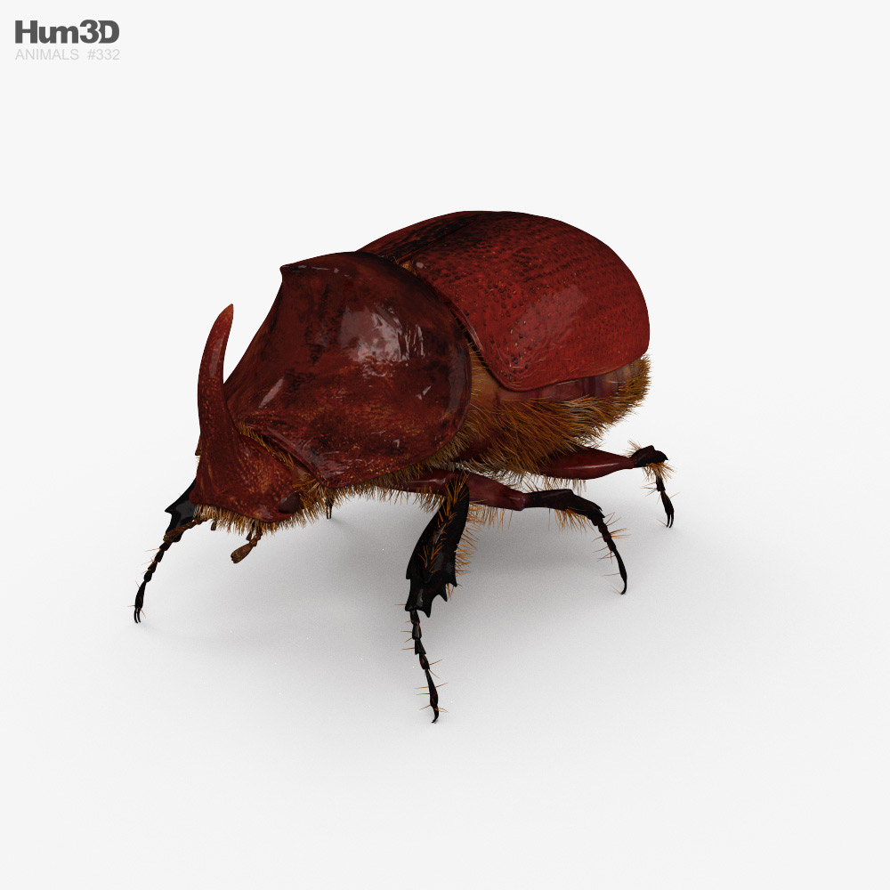 Rhinoceros Beetle HD 3D model