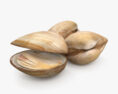 Clam 3d model