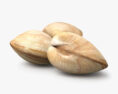 Clam 3d model