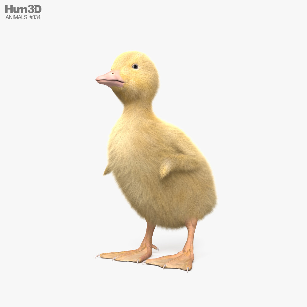 Duckling HD 3d model