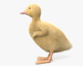 Duckling 3d model