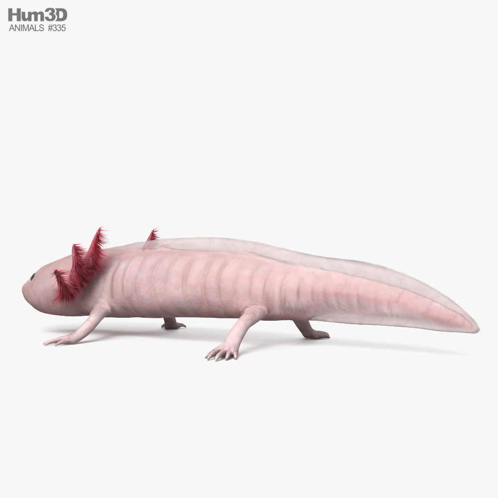 Axolotl HD 3D-Modell