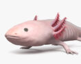 Axolotl HD Modèle 3d