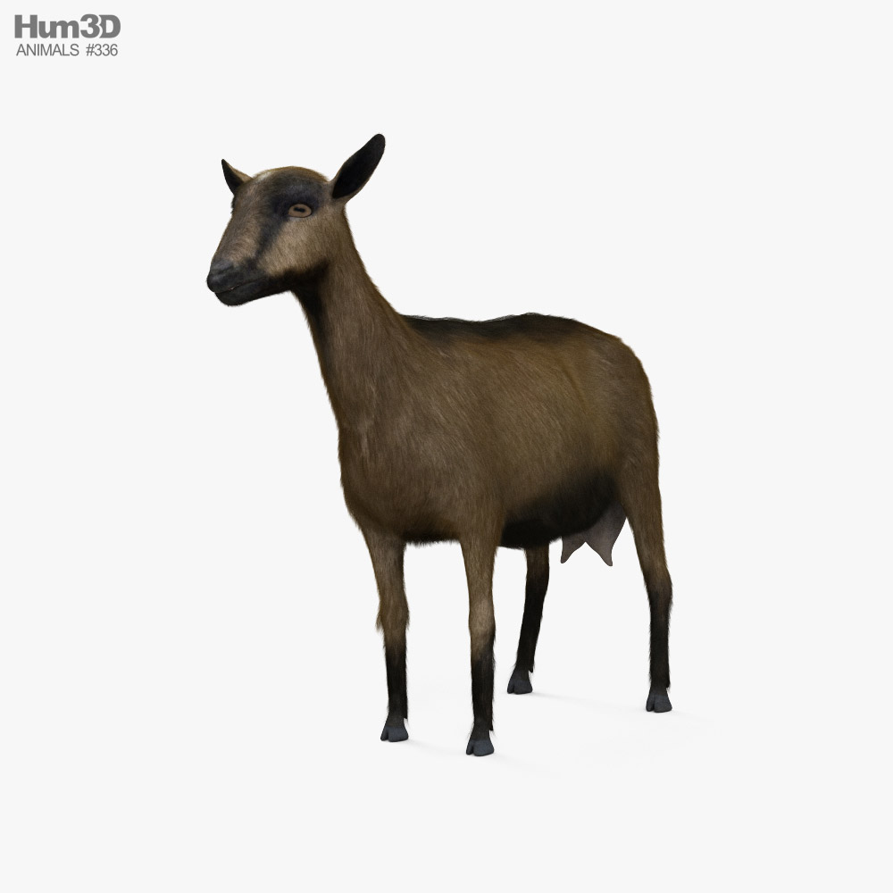 Alpine Goat 3d model