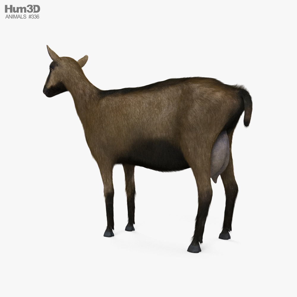 Alpine Goat HD 3d model