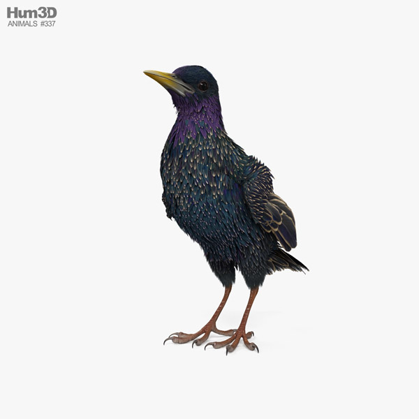 Common Starling HD 3d model