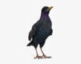 紫翅椋鸟 3D模型