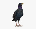 Common Starling 3d model