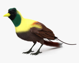 Red Bird-of-Paradise 3D model