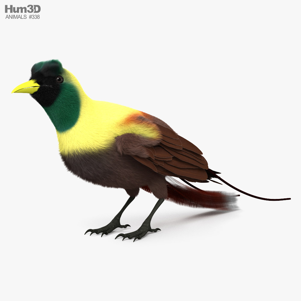 Red Bird-of-Paradise HD 3d model