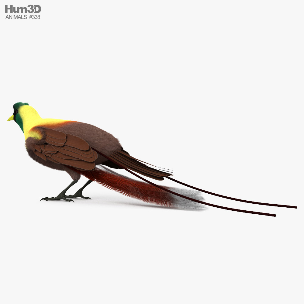Red Bird-of-Paradise HD 3d model