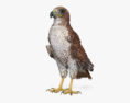 Red-tailed Hawk 3d model