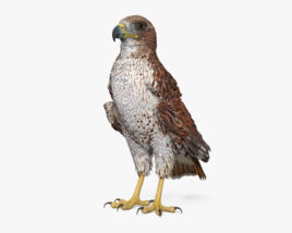 Red-tailed Hawk 3D model