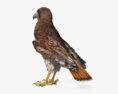 Red-tailed Hawk 3d model