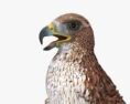 Red-tailed Hawk HD 3d model