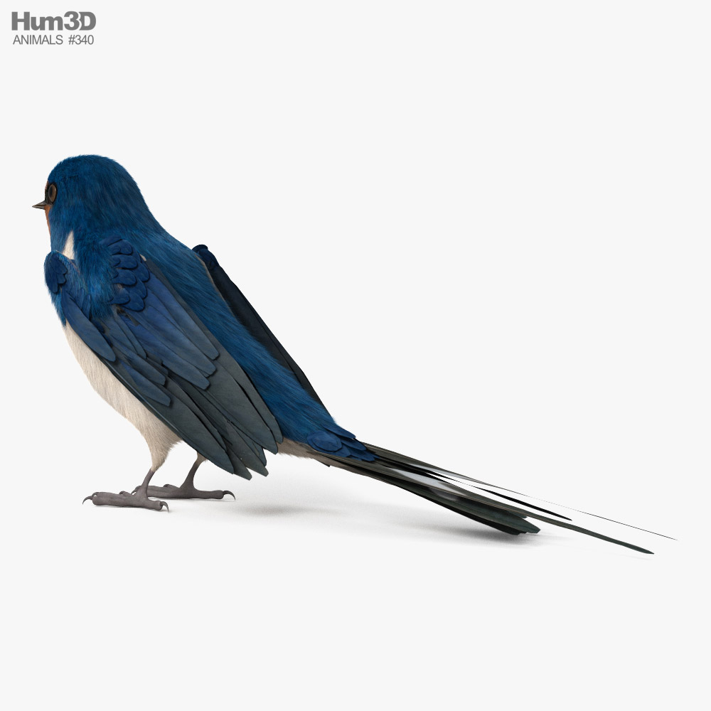 Barn Swallow HD 3d model