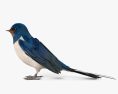 Barn Swallow 3d model