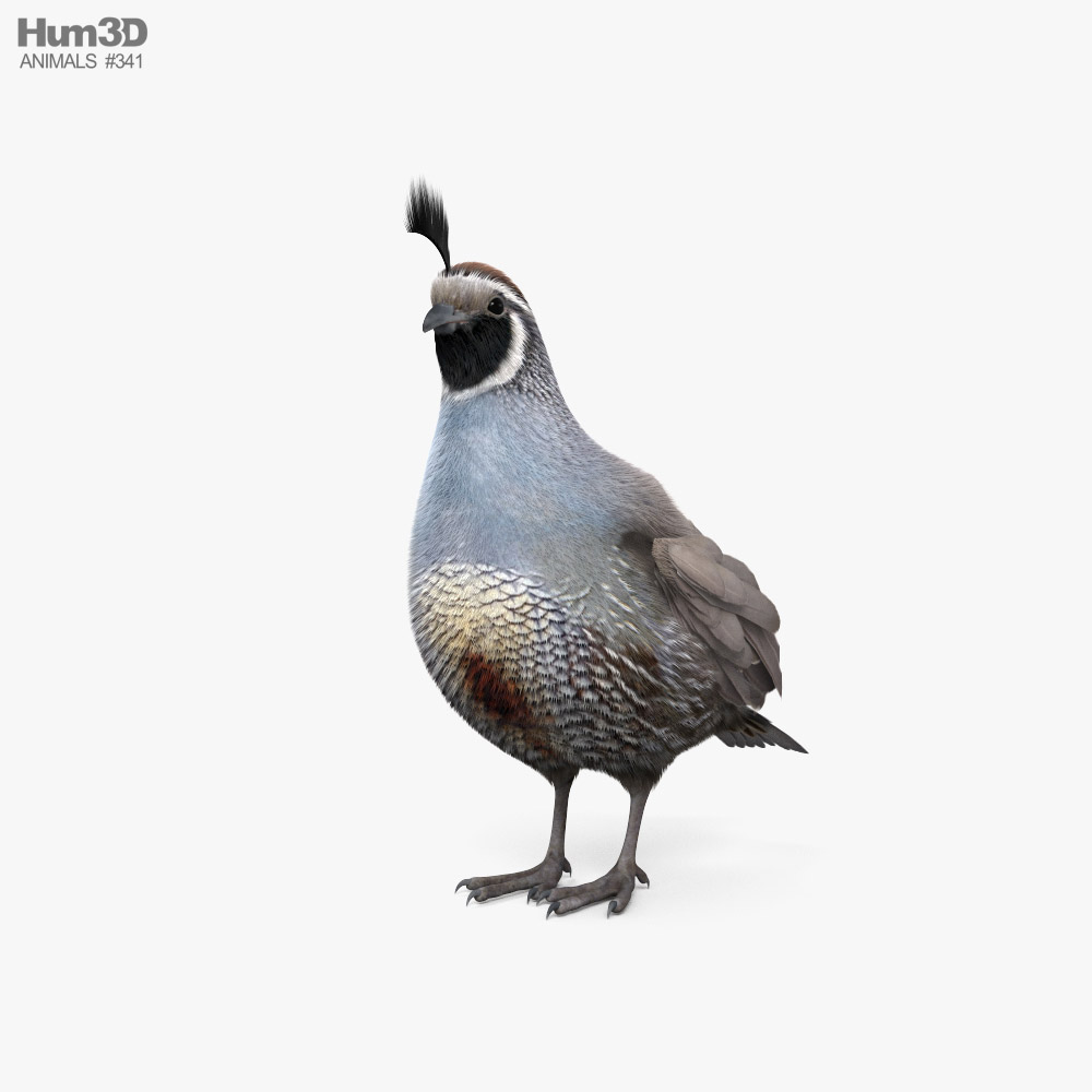 California Quail 3d model
