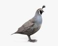 California Quail 3d model