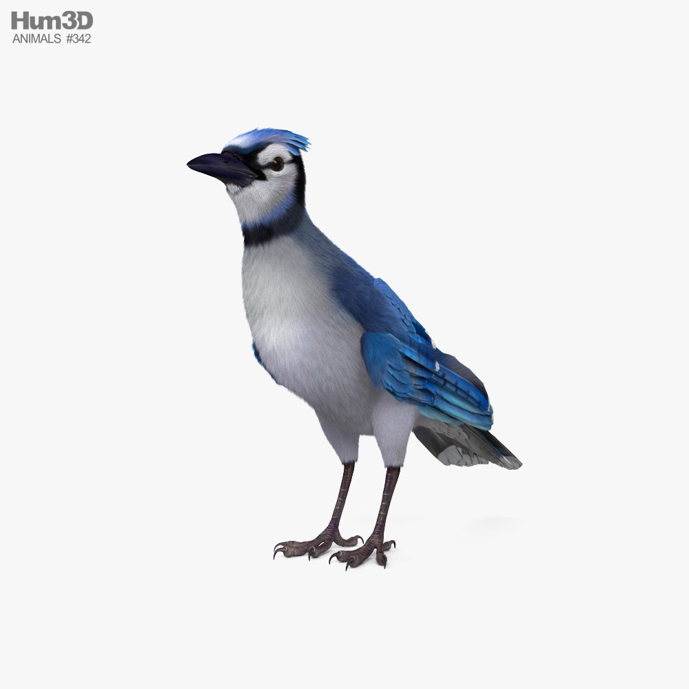Blue Jay HD 3d model