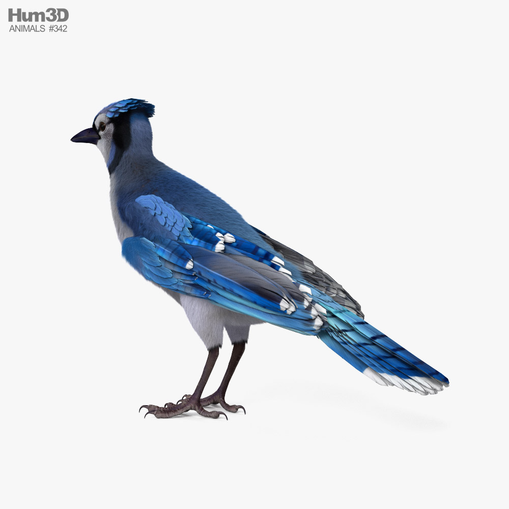 Blue Jay HD 3d model