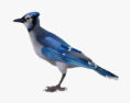 Blue Jay 3d model