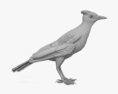 Blue Jay 3d model