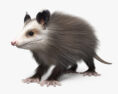 Opossum 3d model