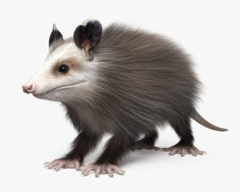 Opossum Modello 3D